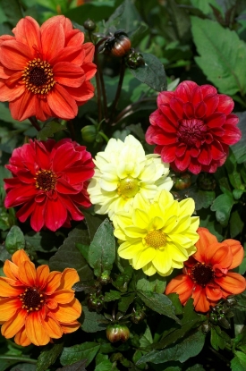 Picture of Dahlia - Redskin